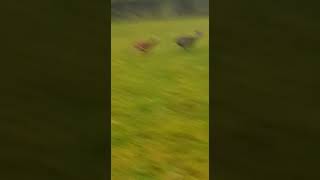 Deer coursing scotland 2020 [upl. by Selemas]