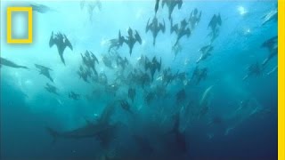 Giant Predator Swarm Attacks Fish  National Geographic [upl. by Aehtla]