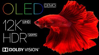 Ultimate Best 12K HDR 120fps OLED Dolby Vision Video for Eye Melting Quality [upl. by Estas]