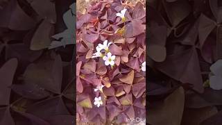 Oxalis Triangularis PlantPurple Shamrock oxalis flowers nature plants shamrocks shorts φυτά [upl. by Alessig]