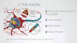 what is the axon [upl. by Patric753]