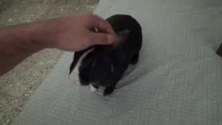 Little Bunny getting So Angry   Funny Video [upl. by Nihhi]