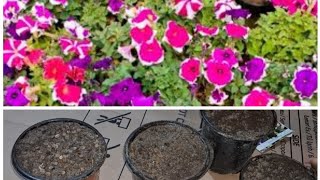 how to germinate winter flowering seeds Petunia cinereriahollyhocks [upl. by Imeka121]