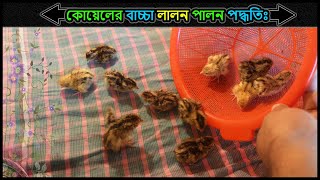 কোয়েলের বাচ্চা লালন পালন পদ্ধতি 🔥 How To Raise A Baby Quail ⚡Jactok পাখি ভাইয়া [upl. by Rodriguez]