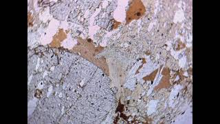 Pleochroic Biotite in PPL in Thin Section [upl. by Debo595]