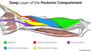 deep muscle the posterior compartment of forearm  anatomy of forearm muscles [upl. by Ettelegna]