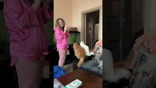 Ginger amp Snowflake  cute funny cats  gatos  gatti  chats  katzen  katten  koty  котики [upl. by Aikemit231]