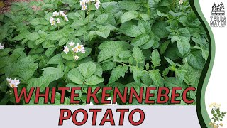 WHITE KENNEBEC POTATO Information Description amp More Solanum tuberosum [upl. by Lise]