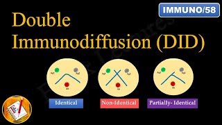 Double immunodiffusion Ouchterlony Double Diffusion FLImmuno58 [upl. by Eintruoc22]