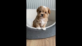 Puppy to full grown Maltipoo From 2 weeks to 8 months old cute puppy transformation [upl. by Rustin]