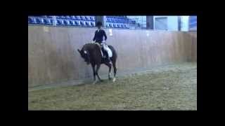 FS ChambertinBrillant German Riding Pony mare  2008 [upl. by Nitz]