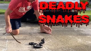 Are Black Rat Snakes Aggressive  Dont Get Bit [upl. by Mathre]