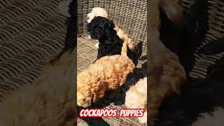 BEAUTIFUL COCKAPOOS PUPPIES cockapoopuppies dogs puppy [upl. by Ayim385]