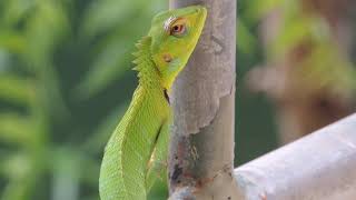 Garden Lizard in Sri Lanka  ශ්‍රී ලංකාවේ ආවේණික කටුස්සන් [upl. by Rehsa]