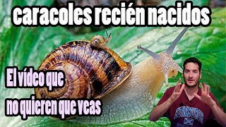 Como se Reproducen y Nacen Los Caracoles de Tierra 🐚 [upl. by Gawlas148]