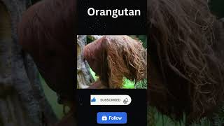 Orangutan The Old Men shorts [upl. by Eanom]