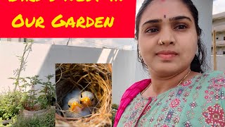 Birds Nest in our Garden trending garden birdsnest hatchling birds gardening [upl. by Ecnaralc499]