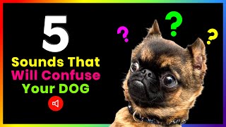 5 Sounds That Will Confuse Your Dog [upl. by Rennie]