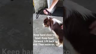 Handling aggressive dog safely at vet dog dogtraining puppy dogeducation [upl. by Primrosa173]