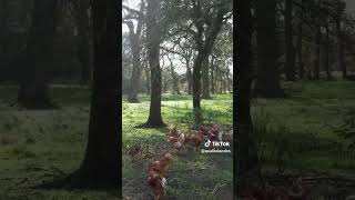 Agriculture  les Chapons Fermiers des Landes [upl. by Mendoza]