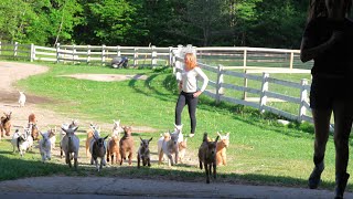 Running of the Goats 2015 Sunflower Farm [upl. by Arondel]