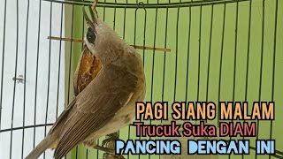 Trucuk Betina Memanggil Jantan Liar Ngerol Pancingan Trucukan gacor biar RAJIN BUNYI dan Ropel [upl. by Adnovaj135]