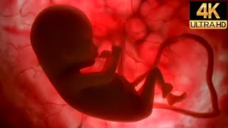 Life Before Birth  Human Development In the Womb  4K Remastered [upl. by Mairhpe410]