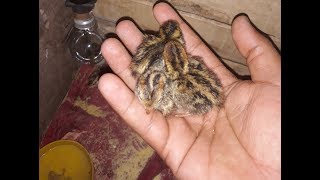 Part 3 quail egg Hatching अन्डा बाट चल्ला कोरल्ने मेशिन by egg incubator in nepal [upl. by Dorcas533]