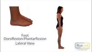 Foot Dorsiflexion Plantarflexion [upl. by Neelyt]