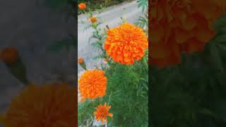 Kitna Sundar phool hai shortvideo trending viralvideo funny shortfeed 🥀🥀🥀❤️❤️❤️❤️ [upl. by Orella]