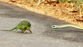 Boomslang Snake Kills a Chameleon Quickly amp Swiftly [upl. by Urd]