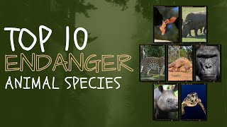 Top 10 Most Intriguing Endangered Species [upl. by Blackmun]