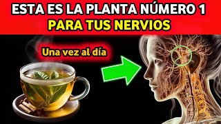 Neuropatía No Más ¡La planta 1 para reparar nervios al instante [upl. by Lozano681]