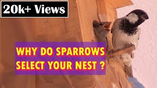 Why Do Sparrows Select Your Nest [upl. by Mouldon884]