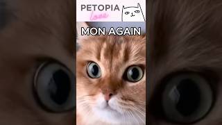 🤍5 Monday Blues Petopia 🐕 🐈 funny cute reels [upl. by Enahsed]