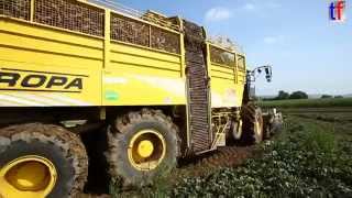 MIGHTY Beet Harvester  Rübenernter ROPA euro Tiger V84 Weiler zum Stein Germany 2014 [upl. by Htabmas285]