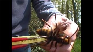 ZOOM ON AN ASIAN GIANT HORNET QUEEN [upl. by Eyr]