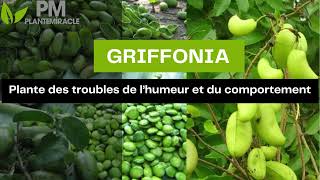 🌿 GRIFFONIA  Griffonia simplicifolia  plante des troubles de l’humeur et du comportement [upl. by Broida]