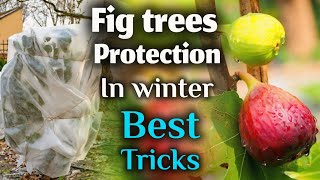 How to protect fig trees during winter growing fig tree tricks [upl. by Oimetra]