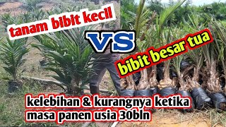 contoh tanaman sawit menanam bibit yang besar ketika masa panen usia 30 bulan [upl. by Boiney]