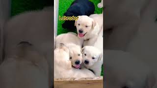 Labrador Labrador Puppies dehradun petshop more info 8476999905 shortsvideo [upl. by Etnovaj]