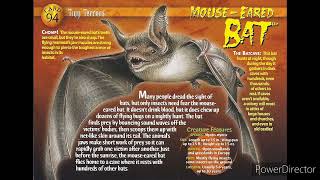 mouse eared bat sound effects [upl. by Thorne39]