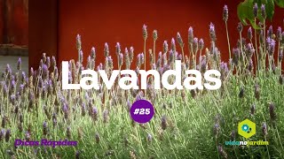 Lavanda Alfazema  Dicas rápidas 25 [upl. by Tobey]