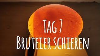 Projekt Hühnerhaltung Tag 7  Bruteier durchleuchten  schieren 🥚🐣🐥 Die GartenFarm [upl. by Zalea]