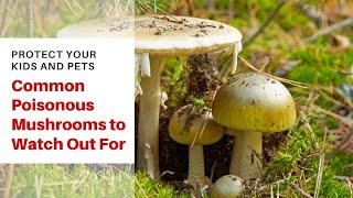 Common Poisonous Mushrooms to Watch Out For [upl. by Nylaras]