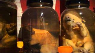 Freak Deformed Animal Private Collection Tourwmv [upl. by Atenek15]