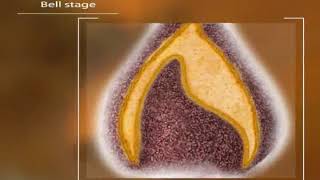 Tooth Development and Eruption 3D Animation [upl. by Moskow439]