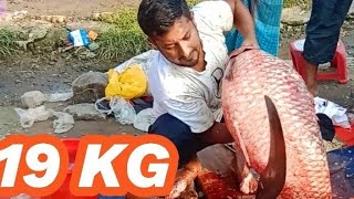 Big guang fish cutting in Bangladesh fishcutting fishpreparation fishing food bigfishcutting [upl. by Acimaj]