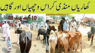 Kharian Mandi cross heifers 10 Aug part5janwarmandi punjabshazar riaz official [upl. by Merrie]