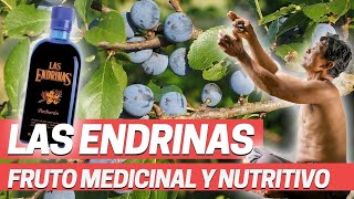 ENDRINO FRUTOS SILVESTRES COMESTIBLES Y EL PACHARAN Plantas medicinales Prunus spinosa [upl. by Adnilav]